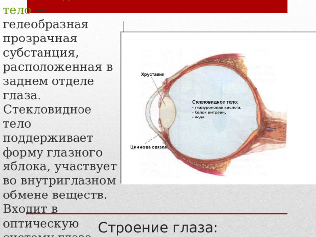 Стекловидное тело — гелеобразная прозрачная субстанция, расположенная в заднем отделе глаза. Стекловидное тело поддерживает форму глазного яблока, участвует во внутриглазном обмене веществ. Входит в оптическую систему глаза. Строение глаза: 