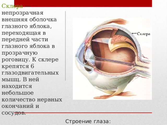 Склера — непрозрачная внешняя оболочка глазного яблока, переходящая в передней части глазного яблока в прозрачную роговицу. К склере крепятся 6 глазодвигательных мышц. В ней находится небольшое количество нервных окончаний и сосудов. Строение глаза: 