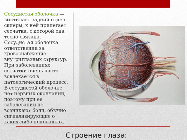 Сосудистая оболочка — выстилает задний отдел склеры, к ней прилегает сетчатка, с которой она тесно связана. Сосудистая оболочка ответственна за кровоснабжение внутриглазных структур. При заболеваниях сетчатки очень часто вовлекается в патологический процесс. В сосудистой оболочке нет нервных окончаний, поэтому при ее заболевании не возникают боли, обычно сигнализирующие о каких-либо неполадках. Строение глаза: 