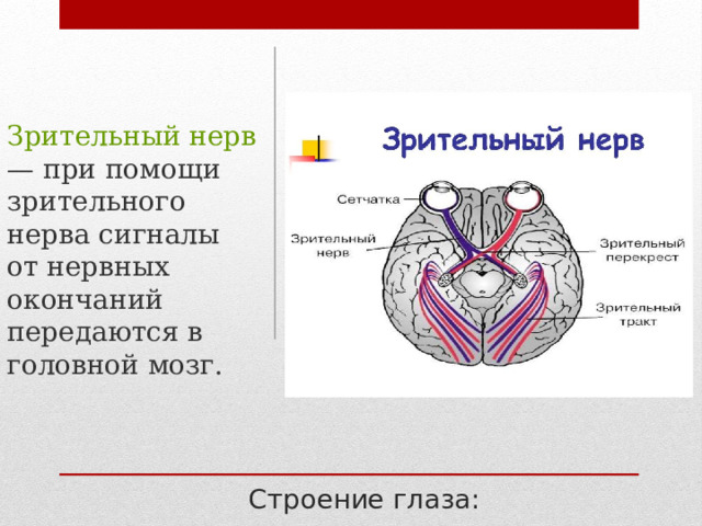 Зрительный нерв — при помощи зрительного нерва сигналы от нервных окончаний передаются в головной мозг. Строение глаза: 