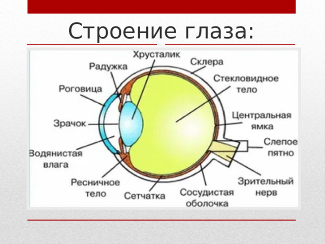 Строение глаза: 