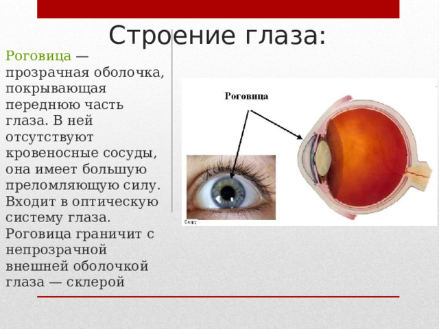 Строение глаза: Роговица — прозрачная оболочка, покрывающая переднюю часть глаза. В ней отсутствуют кровеносные сосуды, она имеет большую преломляющую силу. Входит в оптическую систему глаза. Роговица граничит с непрозрачной внешней оболочкой глаза — склерой 