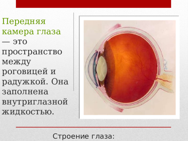 Передняя камера глаза — это пространство между роговицей и радужкой. Она заполнена внутриглазной жидкостью. Строение глаза: 