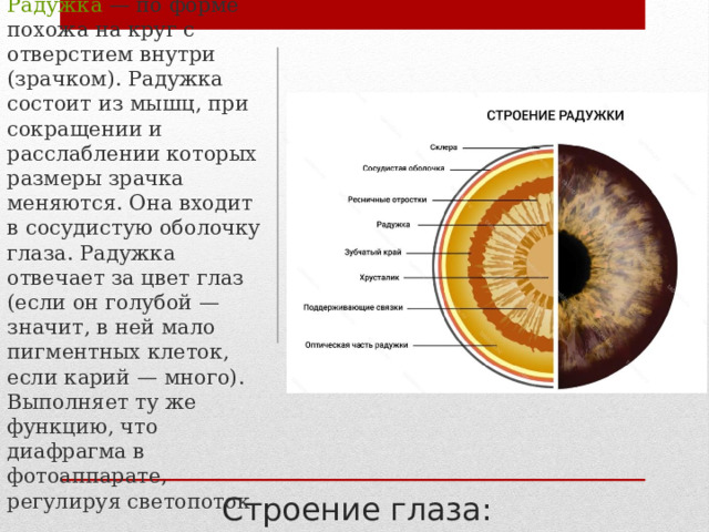 Радужка — по форме похожа на круг с отверстием внутри (зрачком). Радужка состоит из мышц, при сокращении и расслаблении которых размеры зрачка меняются. Она входит в сосудистую оболочку глаза. Радужка отвечает за цвет глаз (если он голубой — значит, в ней мало пигментных клеток, если карий — много). Выполняет ту же функцию, что диафрагма в фотоаппарате, регулируя светопоток. Строение глаза: 