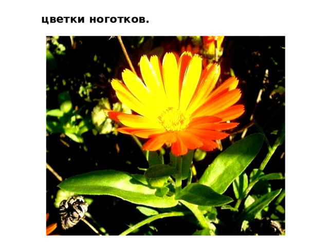 цветки ноготков. 