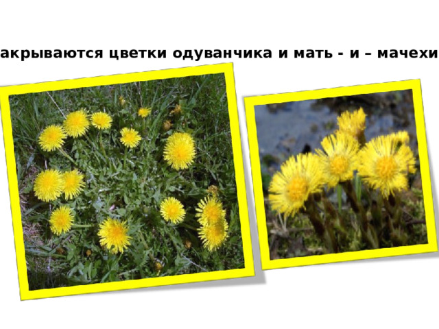 Закрываются цветки одуванчика и мать - и – мачехи. 