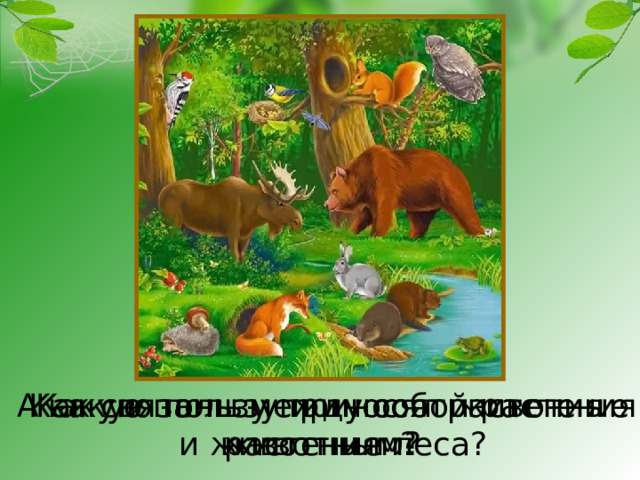 Как связаны между собой растения и животные леса? Какую пользу приносят растения животным? А какую пользу приносят животные растениям? 