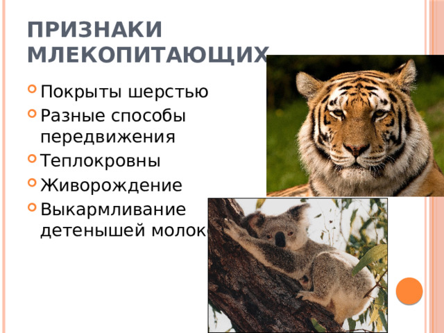 Признаки Млекопитающих Покрыты шерстью Разные способы передвижения Теплокровны Живорождение Выкармливание детенышей молоком 