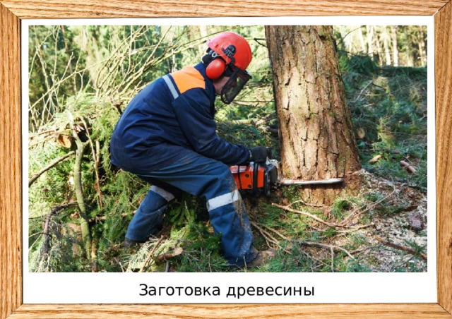 Заготовка древесины 