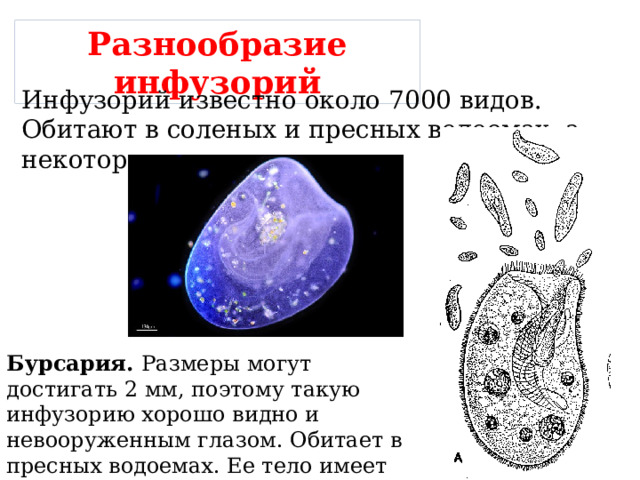 Разнообразие инфузорий Инфузорий известно около 7000 видов. Обитают в соленых и пресных водоемах, а некоторые – в почве и мхах. Бурсария. Размеры могут достигать 2 мм, поэтому такую инфузорию хорошо видно и невооруженным глазом. Обитает в пресных водоемах. Ее тело имеет форму расширенного с одного конца мешка. 