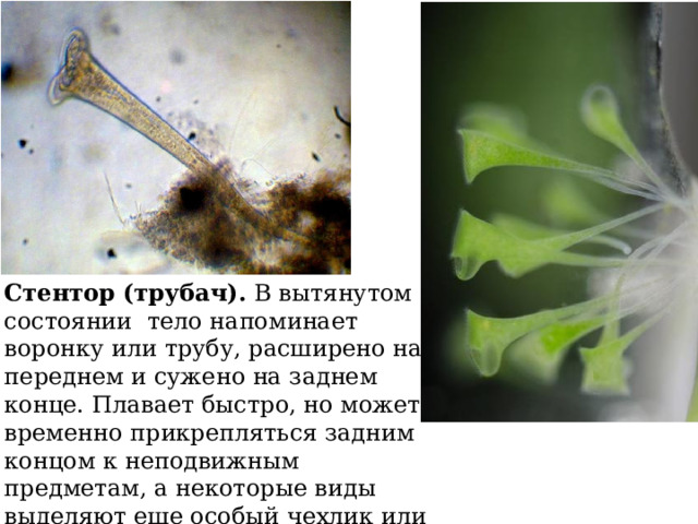 Стентор (трубач).  В вытянутом состоянии тело напоминает воронку или трубу, расширено на переднем и сужено на заднем конце. Плавает быстро, но может временно прикрепляться задним концом к неподвижным предметам, а некоторые виды выделяют еще особый чехлик или трубочку, в котором могут укрываться.  