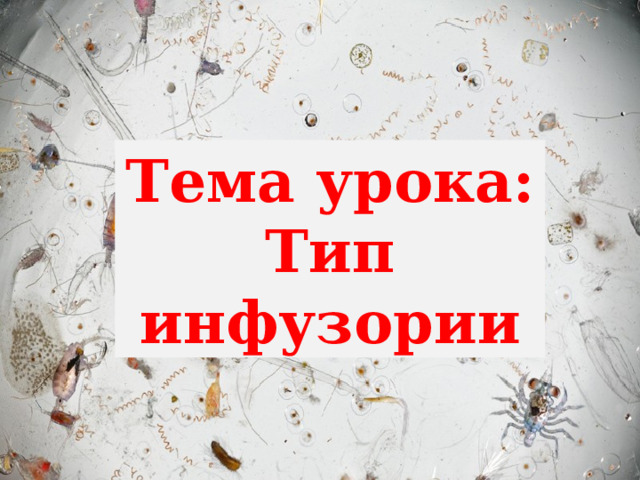 Тема урока: Тип инфузории 
