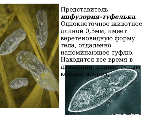 Представитель – инфузория-туфелька . Одноклеточное животное длиной 0,5мм, имеет веретеновидную форму тела, отдаленно напоминающее туфлю. Находится все время в движении, плавая тупым концом вперед. 