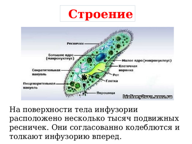 Строение На поверхности тела инфузории расположено несколько тысяч подвижных ресничек. Они согласованно колеблются и толкают инфузорию вперед. 