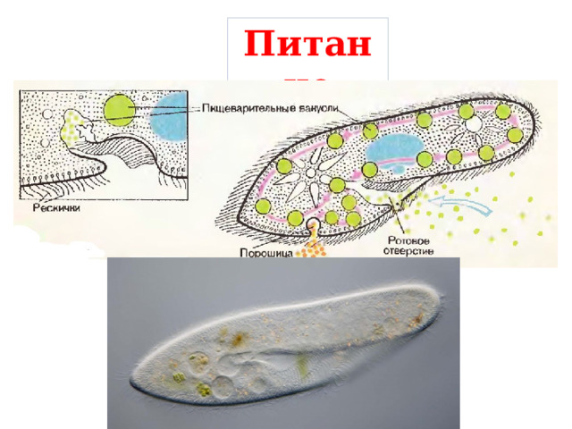 Питание 