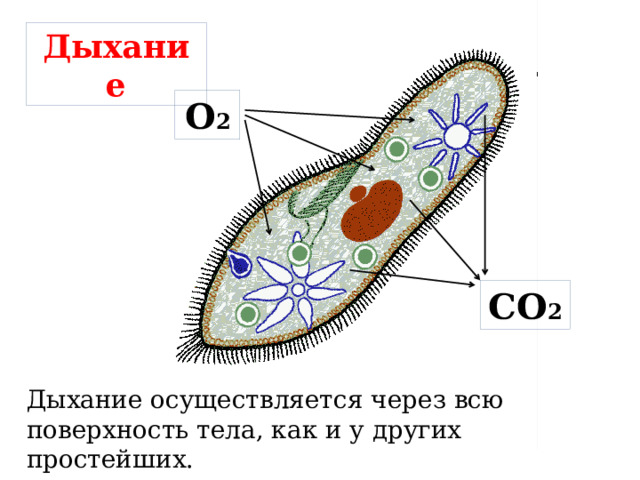 Дыхание О 2 СО 2 Дыхание осуществляется через всю поверхность тела, как и у других простейших. 