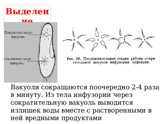 Выделение Вакуоли сокращаются поочередно 2-4 раза в минуту. Из тела инфузории через сократительную вакуоль выводится излишек воды вместе с растворенными в ней вредными продуктами жизнедеятельности. 