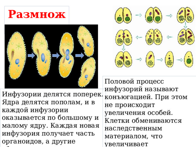 Размножение Половой процесс инфузорий называют конъюгацией. При этом не происходит увеличения особей. Клетки обмениваются наследственным материалом, что увеличивает жизнестойкость организма. Инфузории делятся поперек. Ядра делятся пополам, и в каждой инфузории оказывается по большому и малому ядру. Каждая новая инфузория получает часть органоидов, а другие образуются заново. 