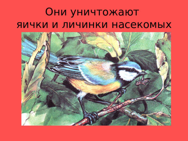 Они уничтожают  яички и личинки насекомых 