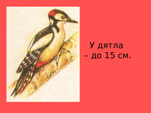   У дятла  – до 15 см. 