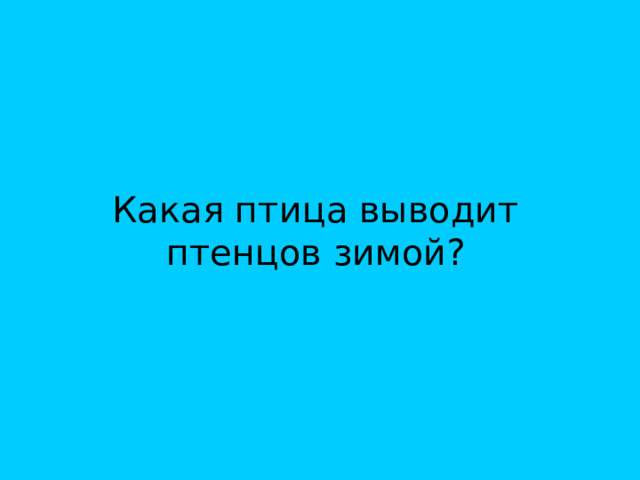 Какая птица выводит птенцов зимой? 
