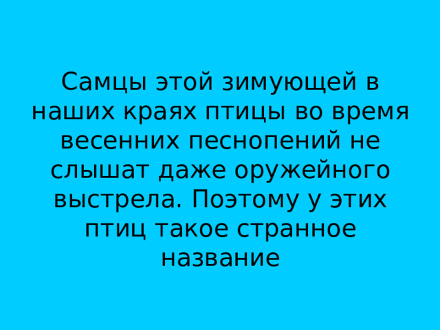Самцы этой зимующей в наших краях птицы во время весенних песнопений не слышат даже оружейного выстрела. Поэтому у этих птиц такое странное название 