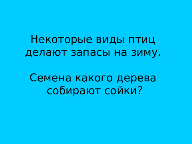 Некоторые виды птиц  делают запасы на зиму.   Семена какого дерева  собирают сойки? 