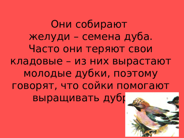 Они собирают  желуди – семена дуба.  Часто они теряют свои кладовые – из них вырастают молодые дубки, поэтому говорят, что сойки помогают выращивать дубравы 