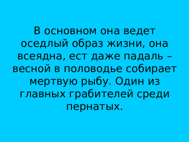 В основном она ведет оседлый образ жизни, она всеядна, ест даже падаль – весной в половодье собирает мертвую рыбу. Один из главных грабителей среди пернатых. 