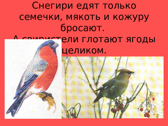 Снегири едят только семечки, мякоть и кожуру бросают.  А свиристели глотают ягоды целиком. 