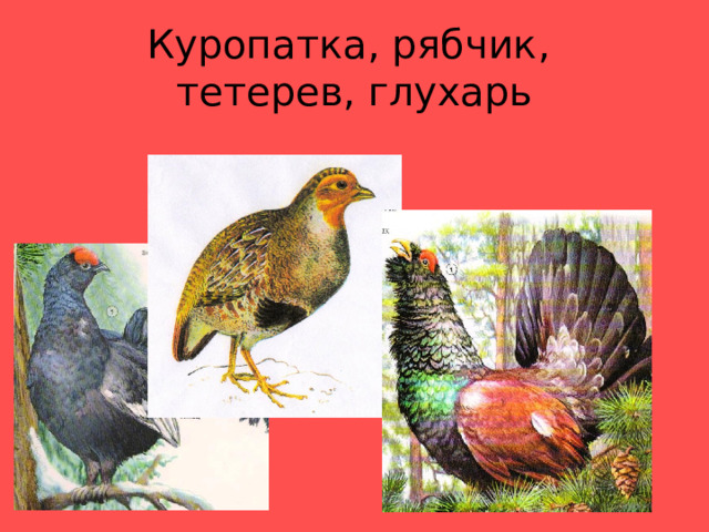 Куропатка, рябчик,  тетерев, глухарь 