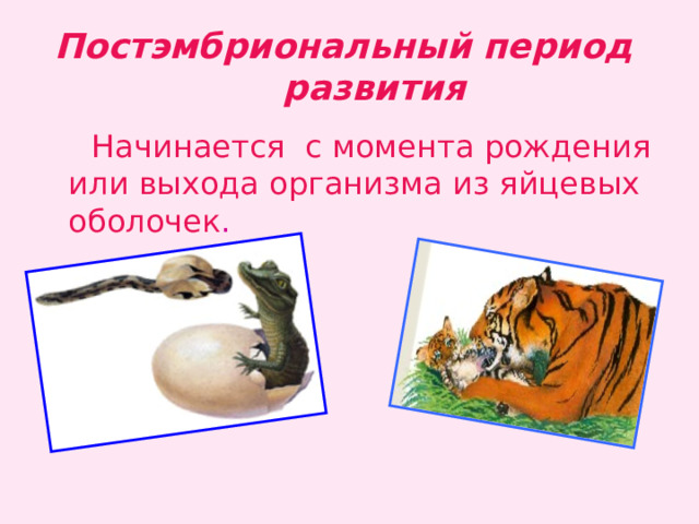Постэмбриональный период  развития  Начинается с момента рождения или выхода организма из яйцевых оболочек . 