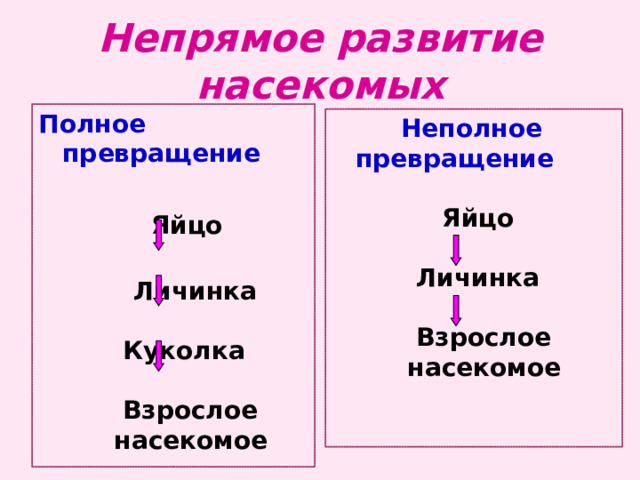 Непрямое развитие насекомых Полное превращение   Яйцо    Личинка   Куколка    Взрослое  насекомое  Неполное превращение    Яйцо   Личинка    Взрослое  насекомое  