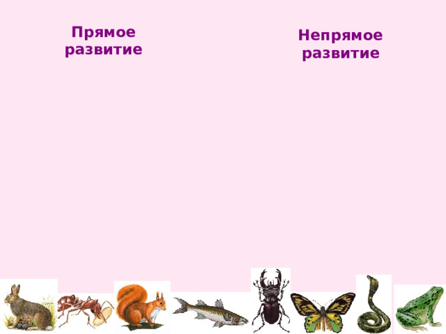 Прямое  развитие Непрямое  развитие 