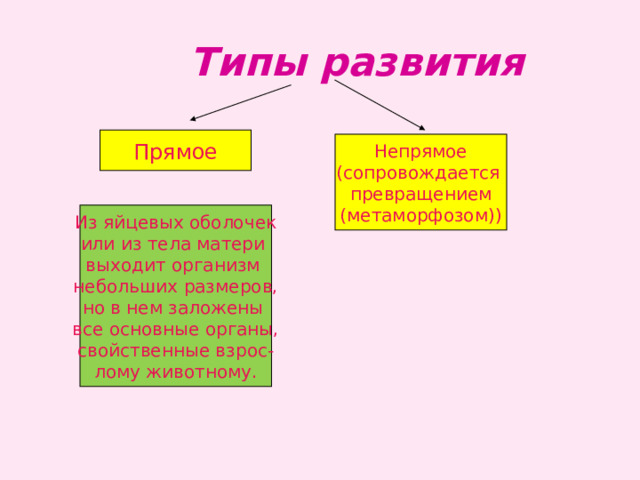  Типы развития Прямое Непрямое (сопровождается превращением (метаморфозом)) Из яйцевых оболочек или из тела матери выходит организм небольших размеров, но в нем заложены все основные органы, свойственные взрос- лому животному. 
