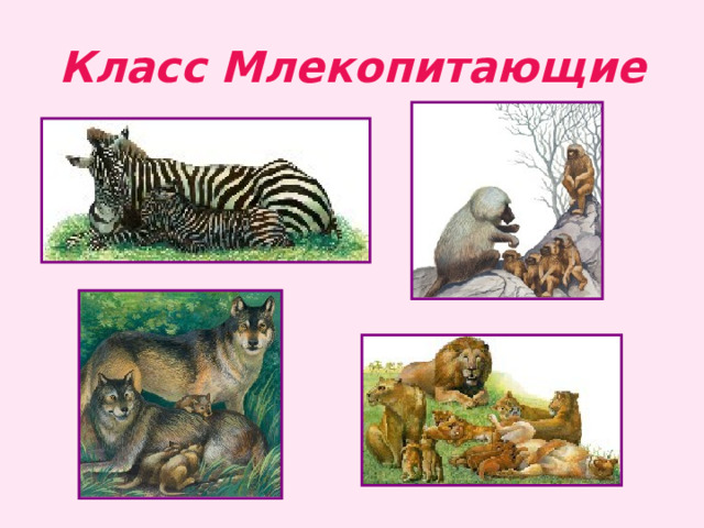 Класс Млекопитающие 