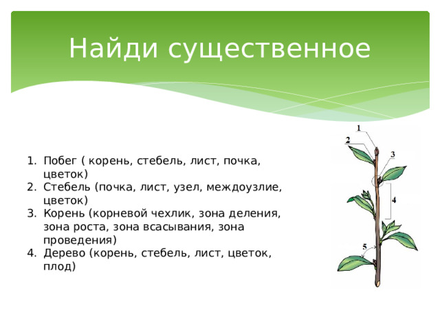 Найди существенное Побег ( корень, стебель, лист, почка, цветок) Стебель (почка, лист, узел, междоузлие, цветок) Корень (корневой чехлик, зона деления, зона роста, зона всасывания, зона проведения) Дерево (корень, стебель, лист, цветок, плод) 