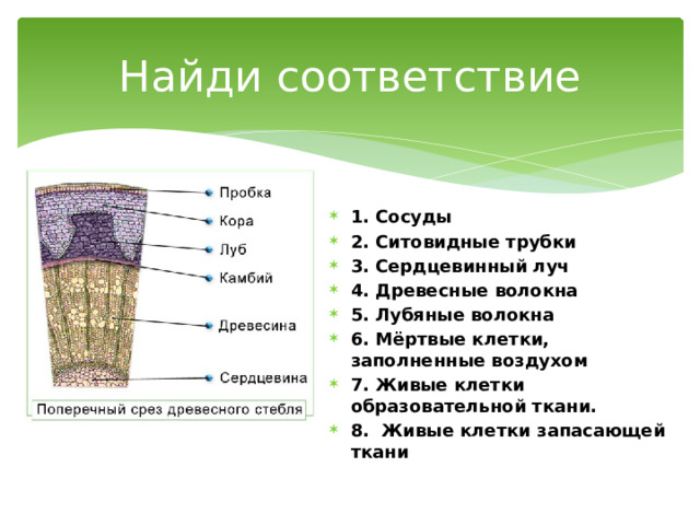 Найди соответствие 1. Сосуды 2. Ситовидные трубки 3. Сердцевинный луч 4. Древесные волокна 5. Лубяные волокна 6. Мёртвые клетки, заполненные воздухом 7. Живые клетки образовательной ткани. 8. Живые клетки запасающей ткани 