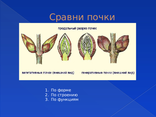 Сравни почки По форме По строению По функциям 