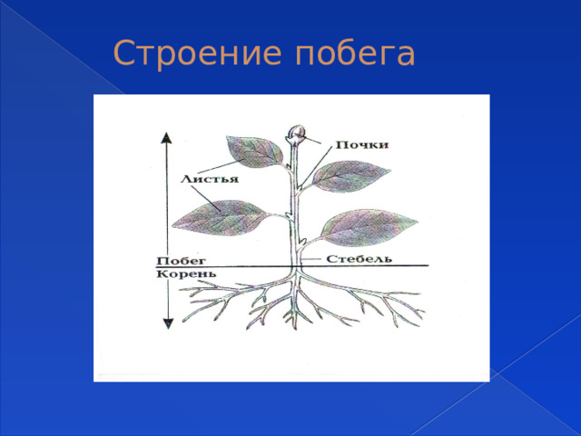 Строение побега 