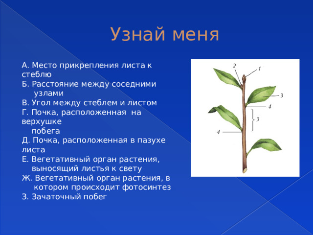 Узнай меня А. Место прикрепления листа к стеблю Б. Расстояние между соседними  узлами В. Угол между стеблем и листом Г. Почка, расположенная на верхушке  побега Д. Почка, расположенная в пазухе листа Е. Вегетативный орган растения,  выносящий листья к свету Ж. Вегетативный орган растения, в  котором происходит фотосинтез З. Зачаточный побег 