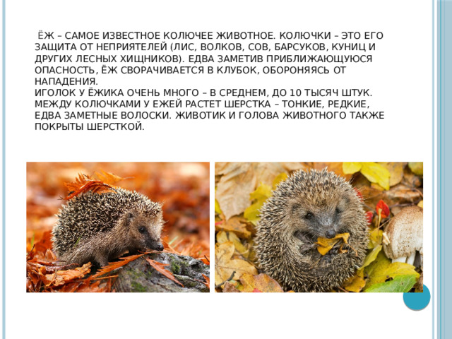  Ё ж – самое известное колючее животное. Колючки – это его защита от неприятелей (лис, волков, сов, барсуков, куниц и других лесных хищников). Едва заметив приближающуюся опасность, ёж сворачивается в клубок, обороняясь от нападения.  Иголок у ёжика очень много – в среднем, до 10 тысяч штук. Между колючками у ежей растет шерстка – тонкие, редкие, едва заметные волоски. Животик и голова животного также покрыты шерсткой.   