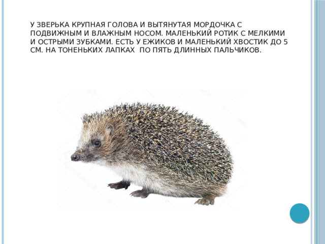  У зверька крупная голова и вытянутая мордочка с подвижным и влажным носом. Маленький ротик с мелкими и острыми зубками. Есть у ежиков и маленький хвостик до 5 см. На тоненьких лапках по пять длинных пальчиков.      