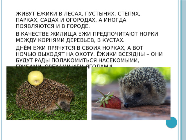 Живут ежики в лесах, пустынях, степях, парках, садах и огородах, а иногда появляются и в городе. В качестве жилища ежи предпочитают норки между корнями деревьев, в кустах. Днём ежи прячутся в своих норках, а вот ночью выходят на охоту. Ёжики всеядны – они будут рады полакомиться насекомыми, грибами, орехами или ягодами. 