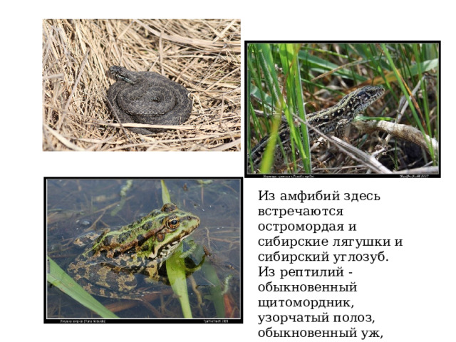 Из амфибий здесь встречаются остромордая и сибирские лягушки и сибирский углозуб. Из рептилий - обыкновенный щитомордник, узорчатый полоз, обыкновенный уж, обыкновенная гадюка, прыткая и живородящая ящерицы. 