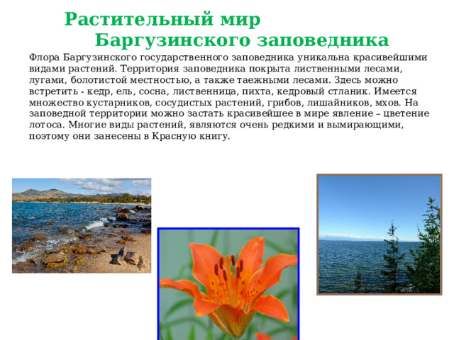 Растительный мир Баргузинского заповедника Флора Баргузинского государственного заповедника уникальна красивейшими видами растений. Территория заповедника покрыта лиственными лесами, лугами, болотистой местностью, а также таежными лесами. Здесь можно встретить - кедр, ель, сосна, лиственница, пихта, кедровый стланик. Имеется множество кустарников, сосудистых растений, грибов, лишайников, мхов. На заповедной территории можно застать красивейшее в мире явление – цветение лотоса. Многие виды растений, являются очень редкими и вымирающими, поэтому они занесены в Красную книгу. 