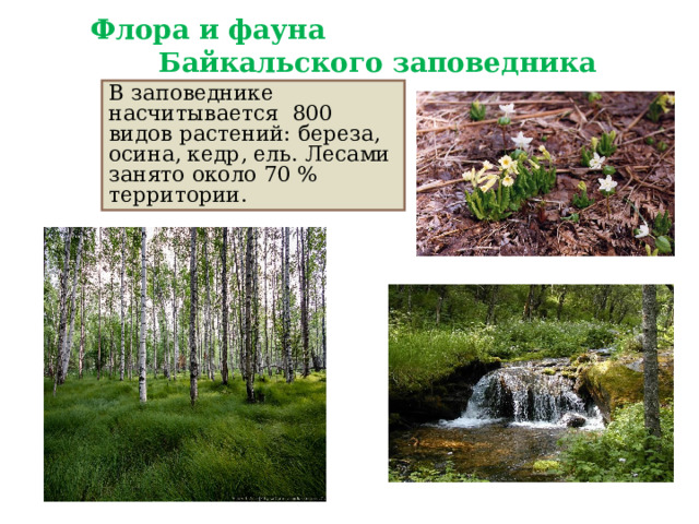 Флора и фауна Байкальского заповедника В заповеднике насчитывается 800 видов растений: береза, осина, кедр, ель. Лесами занято около 70 % территории. 