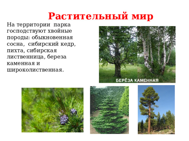 Растительный мир На территории парка господствуют хвойные породы: обыкновенная сосна, сибирский кедр, пихта, сибирская лиственница, береза каменная и широколиственная. 