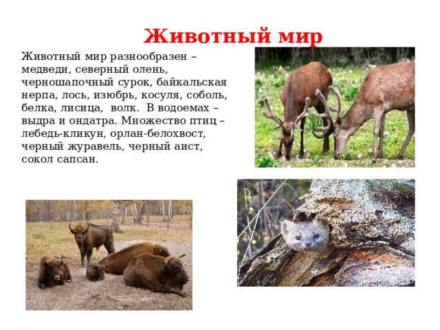 Животный мир Животный мир разнообразен – медведи, северный олень, черношапочный сурок, байкальская нерпа, лось, изюбрь, косуля, соболь, белка, лисица, волк. В водоемах – выдра и ондатра. Множество птиц – лебедь-кликун, орлан-белохвост, черный журавель, черный аист, сокол сапсан. 