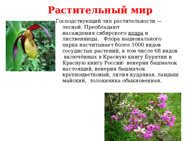 Растительный мир Господствующий тип растительности — лесной. Преобладают насаждения сибирского кедра  и  лиственницы.   Флора национального парка насчитывает более 1000 видов  сосудистых растений, в том числе 68 видов включённых в Красную книгу Бурятии и Красную книгу России [ - венерин башмачок настоящий, венерин башмачок крупноцветковый, лилия кудрявая, ландыш майский, толокнянка обыкновенная. 
